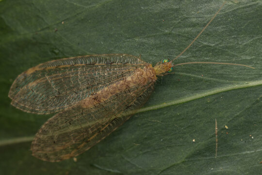 Macro Image of beautiful Brown lacewing hanging on green leaves