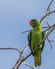 Nature wildlife bird of The blue-naped parrot also the blue-crowned green parrot