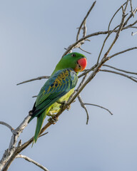 Nature wildlife bird of The blue-naped parrot also the blue-crowned green parrot