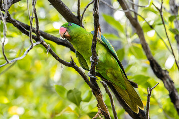 Nature wildlife bird of The blue-naped parrot also the blue-crowned green parrot