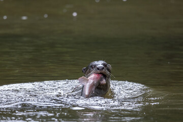 Fototapeta premium Nature wildlife image of wild otter catching fish on a river