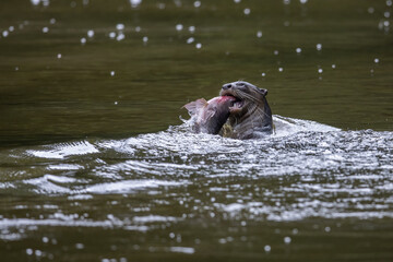 Fototapeta premium Nature wildlife image of wild otter catching fish on a river