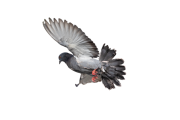 A rock pigeon spreads its wings in the air. Transparent background PNG file.