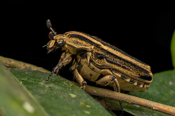 Macro image of flower chafers beetle on green leaves