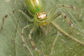 Nature Macro Image of green jumping spider on green leaves