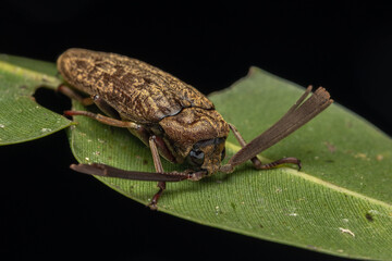 Macro Image of Fan-Horned Beetles - Sandalus Sp.