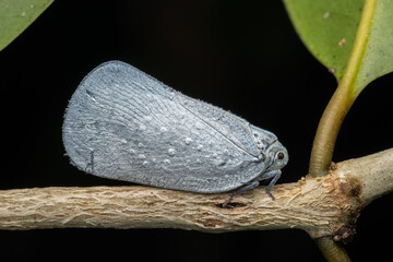 Nature macro image of white Plant hopper on tree branch