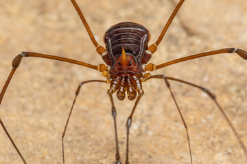 Nature Macro image of Opiliones spider also know as harvesters, or daddy longlegs spider.