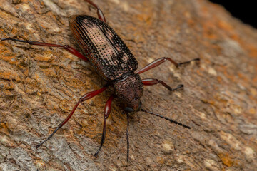 Macro image of beautiful image of a shiny darkling beetle on green leaf in Sabah, Borneo.
