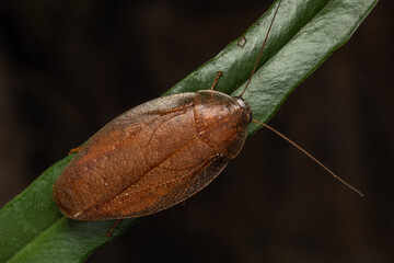 Nature macro image of huge jungle cockroach on rainforest jungle