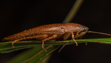 Nature macro image of huge jungle cockroach on rainforest jungle