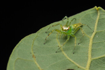 Nature Macro Image of green jumping spider on green leaves