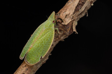 Nature jungle image of Katydid on green leaves at Borneo Island