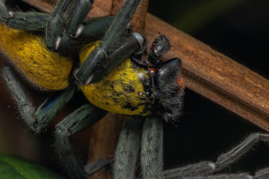 Nature macro image of huge Black and gold huntsman spider