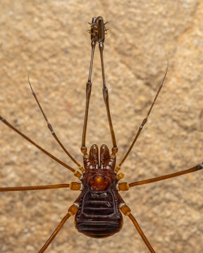 Nature Macro image of Opiliones spider also know as harvesters, or daddy longlegs spider.