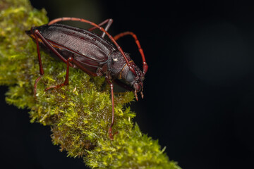Close-up Image of beautiful Long Horn beetle on branch.