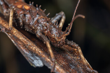 Nature jungle view of huge stick insect or Borneo Island.-Haaniella echinata Sp.-