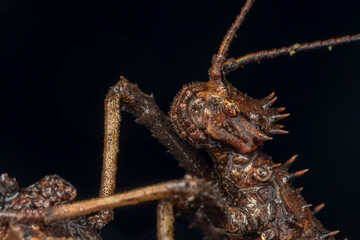 Nature jungle view of huge stick insect or Borneo Island.-Haaniella echinata Sp.-