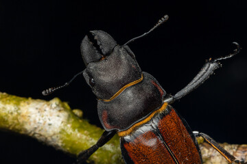 Macro image of Stag Beetle Odontolabis cypri is endemic to Borneo