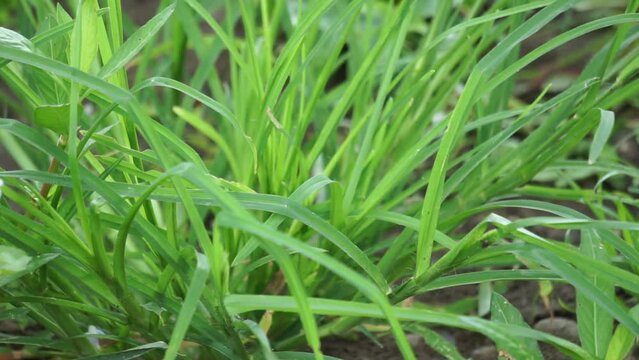 Eleusine indica (Indian goosegrass, yard grass, goosegrass, wiregrass, crow foot grass, lulangan). This plant is a species of grass in the family Poaceae. It is a small annual grass.