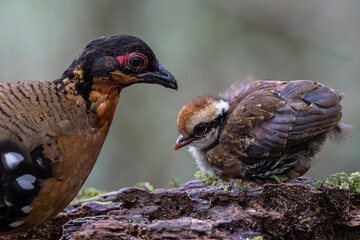Nature wildlife of small chick of Red-breasted partridge also known as the Bornean hill-partridge It is endemic to hill and montane forest in Borneo