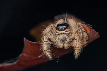 Macro image of beautiful Female Jumping Spider Hyllus Giganteus in Sabah, Borneo - Hyllus Giganteus