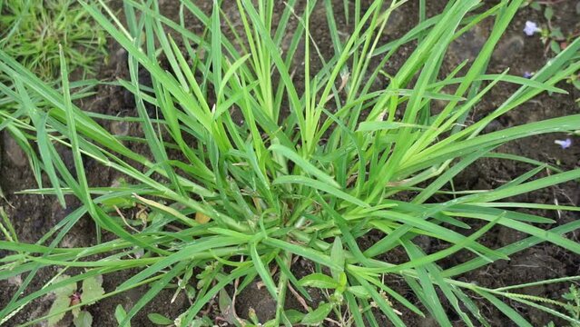 Eleusine indica (Indian goosegrass, yard grass, goosegrass, wiregrass, crow foot grass, lulangan). This plant is a species of grass in the family Poaceae. It is a small annual grass.