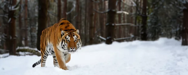 Rolgordijnen Closeup Adult Tiger in cold time. Tiger snow in wild winter nature © byrdyak