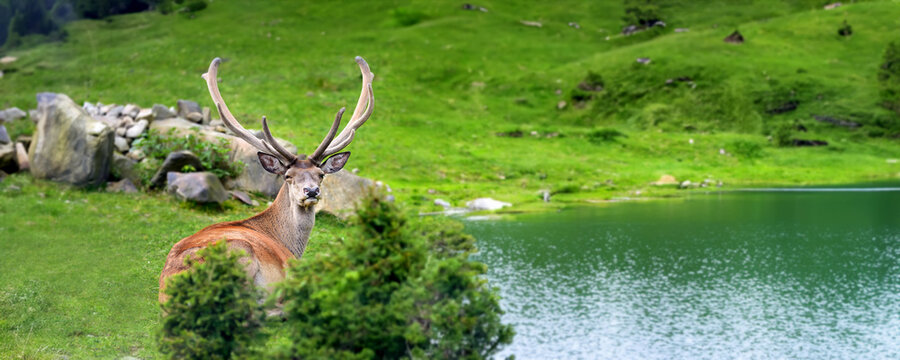 Majestic male red deer in summer field on lake background. Animal in nature habitat