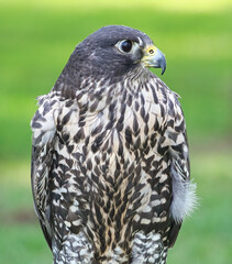 Closeup of a Gyrfalcon 