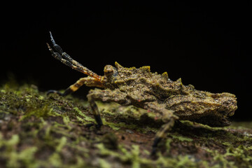 Macro image of beautiful insect locust (discotettix sp.) on deep rainforest jungle