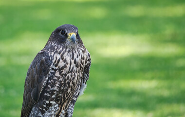 Closeup of a Gyrfalcon 