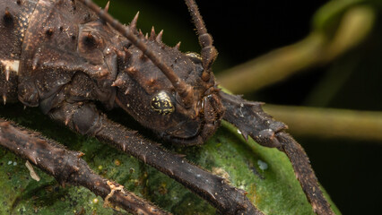 Nature jungle view of huge stick insect or Borneo Island.-Haaniella echinata Sp.-