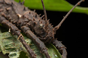 Nature jungle view of huge stick insect or Borneo Island.-Haaniella echinata Sp.-