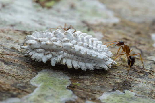 Nature wildlife macro image of scale insect