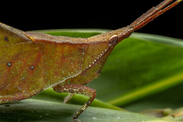 Nature wildlife macro image of Katydid on green leaves