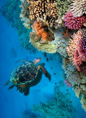 Underwater world turtle top view sea corals