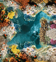 Fototapeta na wymiar underwater world corals top view for printing 3D flooring photo wallpaper sea fish beautiful underwater scenery with various types of fish and coral reefs