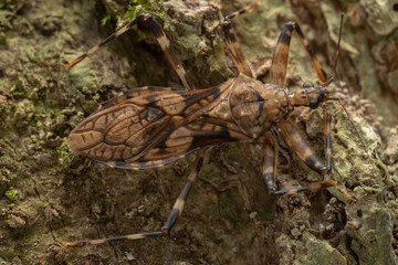 Macro image of beautiful Assassin Bug of Sabah, Borneo