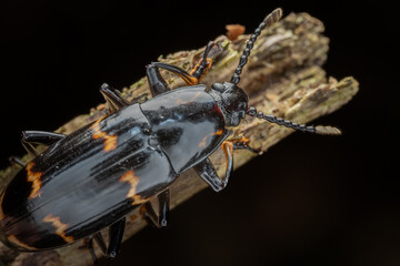 Macro image of fungus beetle of Sabah, Borneo