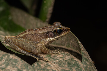 Nature wildlife image of Torrent Frog (Meristogenys phaeomerus) on deep Rainforest jungle on Sabah, Borneo