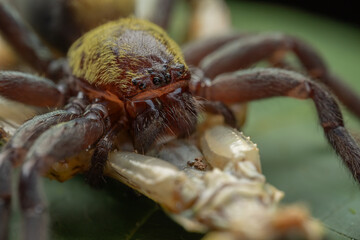 Nature macro image of huge Black and gold huntsman spider with big catch prey