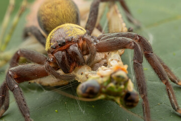 Nature macro image of huge Black and gold huntsman spider with big catch prey