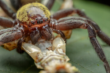 Nature macro image of huge Black and gold huntsman spider with big catch prey