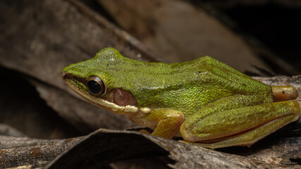 Nature wildlife image of Torrent Frog (Meristogenys phaeomerus) on deep Rainforest jungle on Sabah, Borneo
