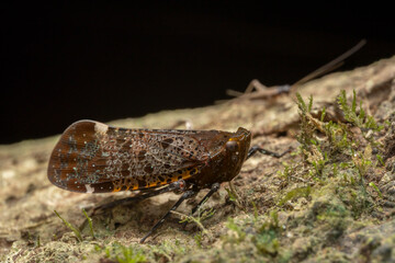 Nature Macro image of planthopper which is endemic to Borneo Island - Penthicodes quadrimaculata