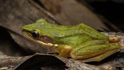 Nature wildlife image of Torrent Frog (Meristogenys phaeomerus) on deep Rainforest jungle on Sabah, Borneo