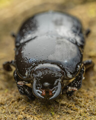 Nature wildlife image of Clown Beetle on ground - Tribe hololeptini sp. - obrazy, fototapety, plakaty