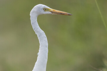 Nature wildlife image of Great Egret bird walk on paddy field