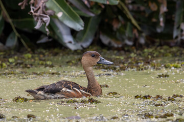 Nature wildlife of Wildlife whistling ducks chilling
